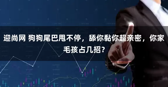 迎尚网 狗狗尾巴甩不停，舔你黏你超亲密，你家毛孩占几招？